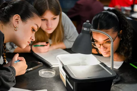 Three female UTC students looking at a biology specimen under a lamp